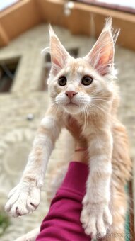 ELLIOT❣️Mainská Myvalia Maine Coon mačiatka - 2