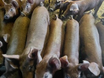 Odstavcata Durok x mangalica - 2