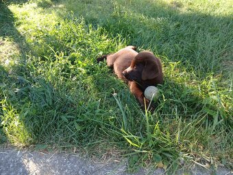 Labrador šteniatka - 2