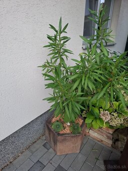 OLEANDER S VEĹKÝM KVETINÁČOM - 2