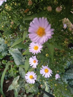 Astra kričkova fialkový kvet - 2