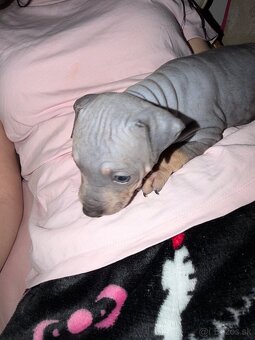 Americky bezsrsty terier - 2