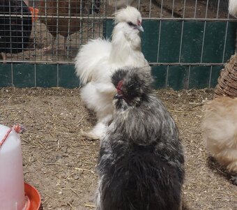 Hodvabnicka kohuty- 3 farby - 2