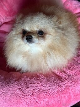 Pomeranian s PP - 2