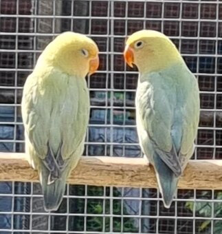 Agapornis fischeri - 2