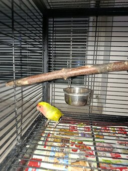 Agapornis ružovohrdlý 2025 - 2