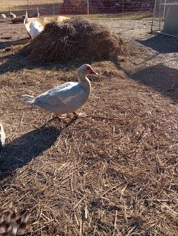 Čínske kačky 7 ks - 2