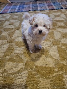 Pudel trpasličí - 2