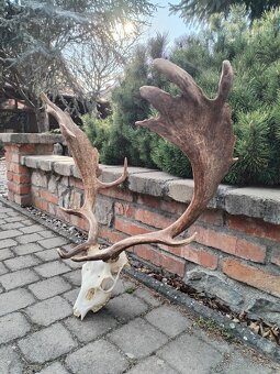 Madailova trofej daniela - 2