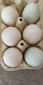Nasadove vajcia Indický bežec - kačka - 2