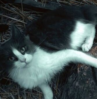 Mainská mývalia, Maine Coon , MCO] - 2