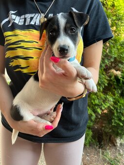 Jack Russell Terrier - 2