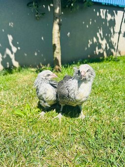 Araucana striebornokrka. - 2