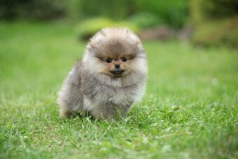 🐶 Nádherný pejsek pomeraniana – Orange sobolí barva 🧡 - 2