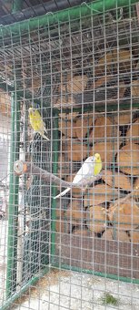 Predám mladé andulky - 2