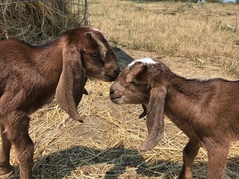 Predám plemenného 100% AN CAPA ZAHRA’S - 2
