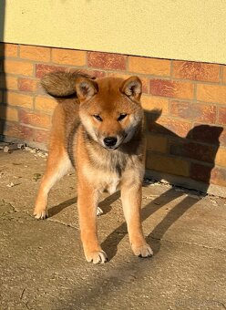 Shiba Inu fenka s PP. - 2