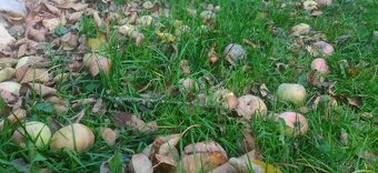 jablka samozber cadca - cerstvo napadane, mušt, liehovina - 2