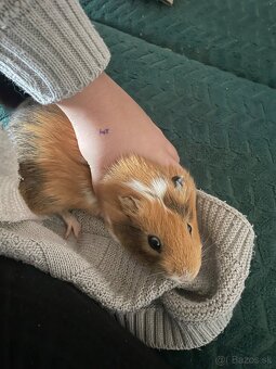 Morské prasiatko - 2