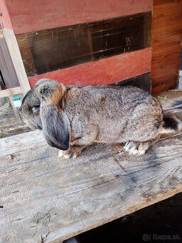 Francúzsky baran - 2