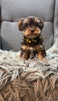 🐶 Yorkshire Terrier – hnedé šteniatka 🐶 - 2