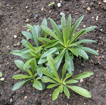 Zvonček broskyňolistý - 2