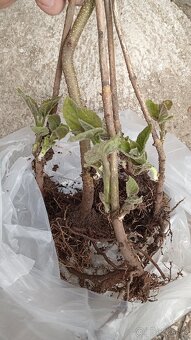 Paulownia Tomentosa volnokorenná minuloročná - 2