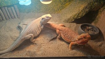 Agama bradata plus terarium - 2