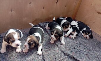 Predaj Beagle Tricolor - 2