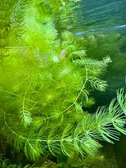 Akvarijná rastlina Rožkatec (Ceratophyllum demersum) - 2