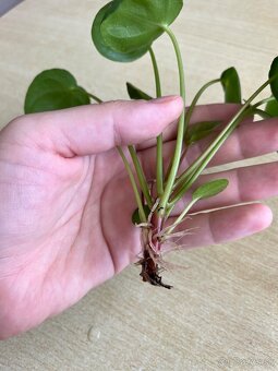 Izbové rastliny - pilea peperomioides a Epipremnum Divý Jano - 2