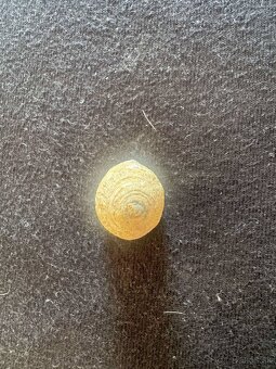 Skamenelina stonky praslicky - 2