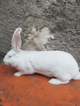 Predám samicu matka  hila a otec  belgický obor albín - 2