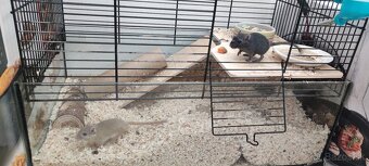 Predám pieskomily - 2