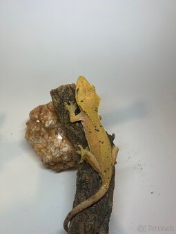 Pagekon Riasnatý 1.2 - 2