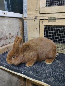 Novozélandský červený králik - 2