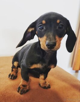 Jazvecík krátkosrsty - 2