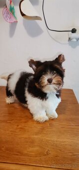 Yorkshirsky terier,  biewer,  choco, yorkshire - 2