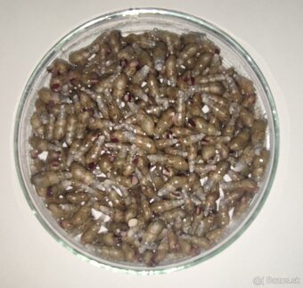 Melanoides tuberculatus-Vežovka malajská-Piškorka vežovitá - 2