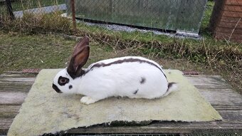 Nemecky obrovity strakac hav. Samica 5/2025 - 2