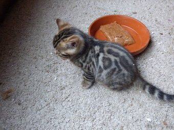 PONUKAM K ODBERU BENGALSKE MACIATKA - 2