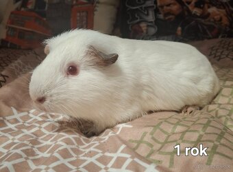 Morské prasiatka - 2