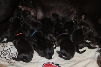 Flat coated retriever - 2