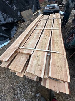 Červený smrek foršne - 2