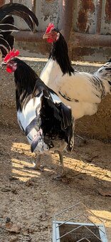 Lakenfelder kohut - 2