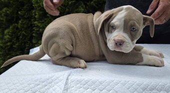 American Bully xl - 2