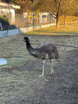 Predám pštros emu - 2
