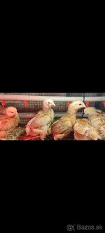 Kalimero natural hnedý vhodné už na vonkajší výbeh - 2