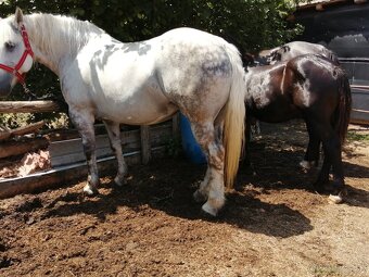 Percheron na predaj - 2