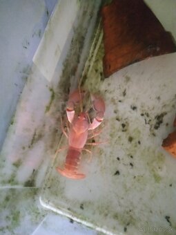 Predám raka (cherax destructor) - 2
